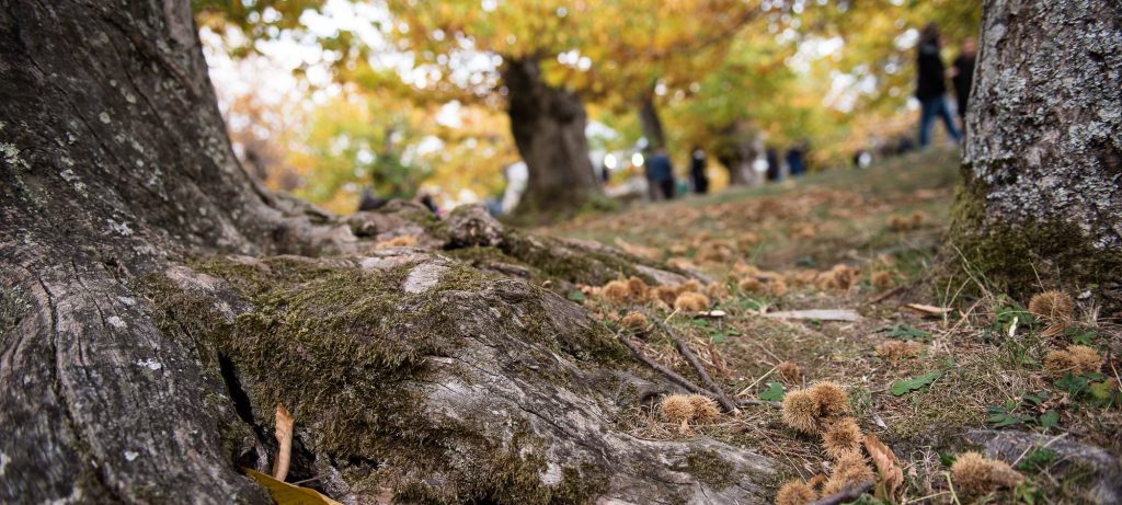 Castagne appennino
